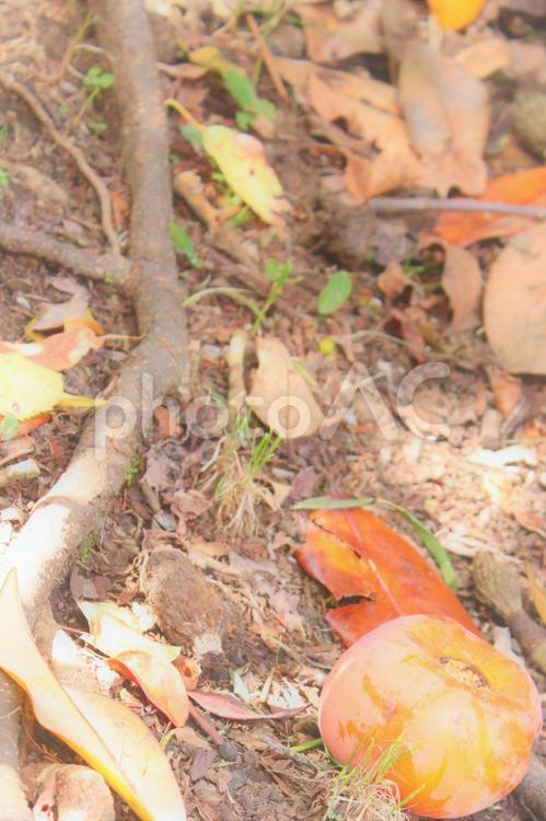 柿　秋の地面 秋,土,地面の写真素材