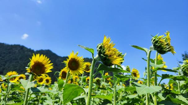 夏を抱きしめる花畑 夏を抱きしめる花畑の写真