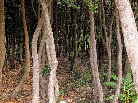 幹と枯葉のコントラスト 木々,自然,グリーンの写真素材