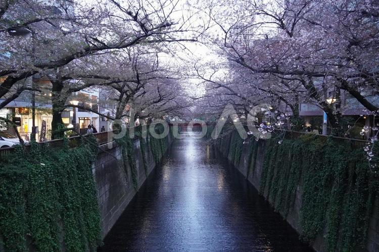 《東京都》目黒川 桜 桜,さくら,サクラの写真素材