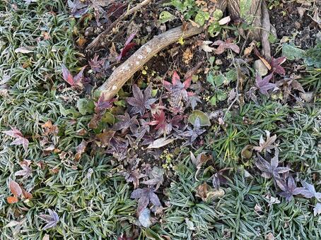 霜が降りた庭 庭,ガーデン,ガーデニングの写真素材