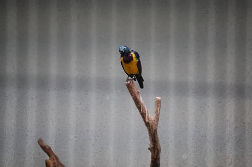 Photo, perch, stop, golden-breasted starling, 