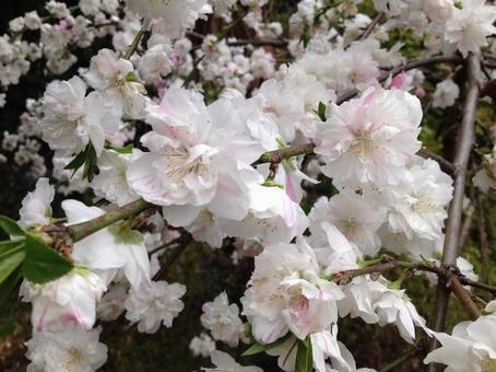桜 桜,さくら,八重咲きの写真素材