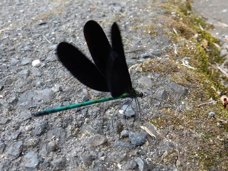 【昆虫写真】ハグロトンボ(羽黒蜻蛉) 【昆虫写真】ハグロトンボ(羽黒蜻蛉)の写真