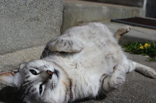 太めの猫 太めの猫の写真