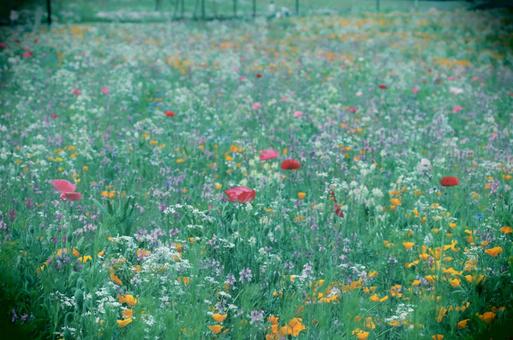お花畑 お花畑の写真