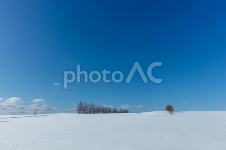 晴れわたる冬の丘と林 林,青空,雪原の写真素材