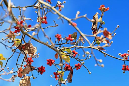 花水木の赤い果実 花水木,果実,実の写真素材