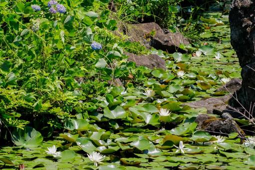 Photo, early summer, flower, water lily, 