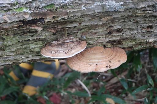 サルノコシカケ サルノコシカケ,きのこ,キノコの写真素材