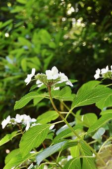 カシワバアジサイ（柏葉紫陽花） カシワバアジサイ,柏葉紫陽花,アジサイ科の写真素材