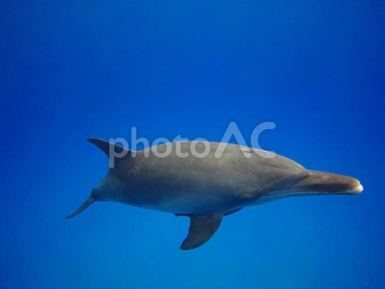 小笠原の海-イルカたち 小笠原の海-イルカたち ダイビング,イルカ,小笠原の写真素材