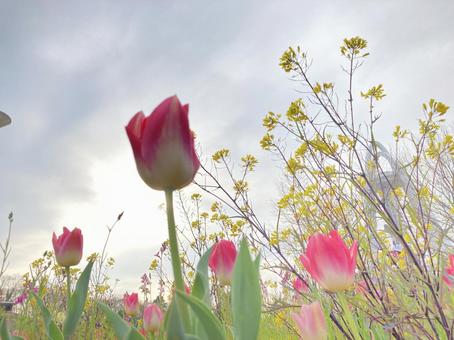 花 花の写真