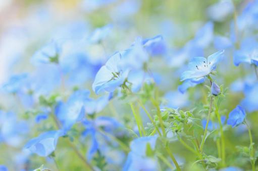 植物 花 ネモフィラ 植物 花 ネモフィラの写真