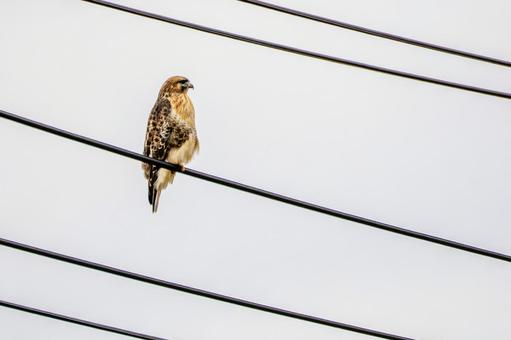 ノスリ(24)の写真