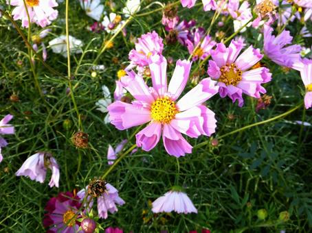 花壇に咲く鮮やかなピンクのコスモス コスモス,花,植物の写真素材