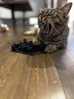 キジトラ あくび キジトラ あくび にゃんこ,あくび,キジトラの写真素材