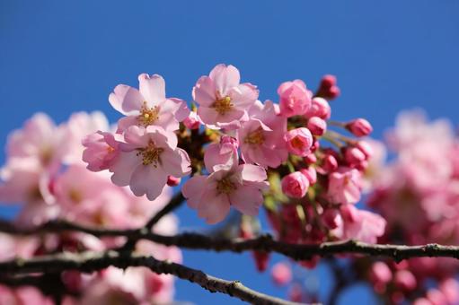 晴天と桜の写真