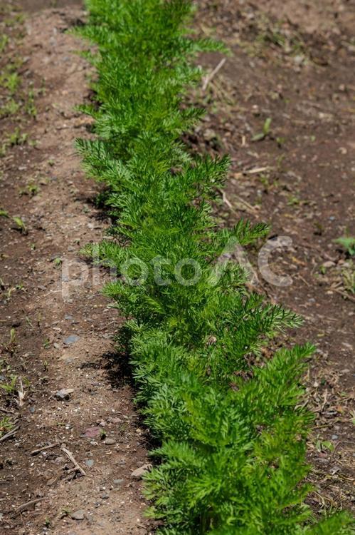 畑に植えられた人参の葉 植物,野菜,自然の写真素材