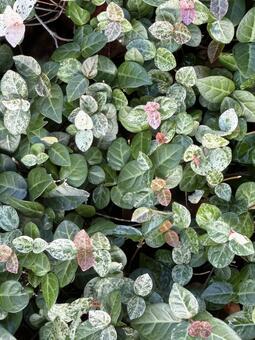 観葉植物 観葉植物,観葉,葉の写真素材