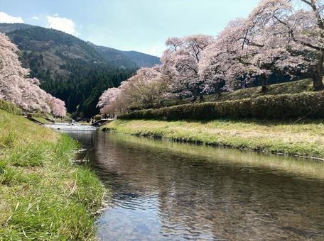 桜 桜の写真