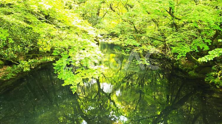 鮮やかみどりの木々と清流の水面 葉,木材,何人もありませんの写真素材