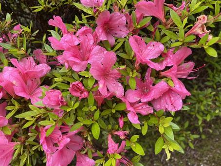 azalea, JPG azalea, JPG