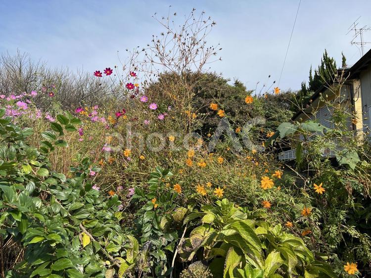 絡み合う花と野草 コスモス,花,野草の写真素材