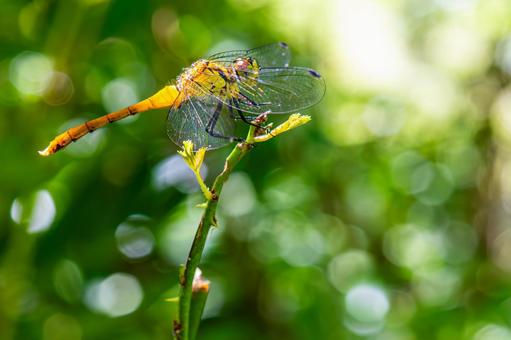 A red dragonfly resting on a leaf, JPG