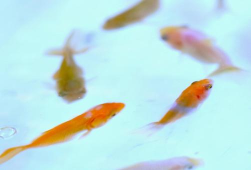 金魚すくいの金魚⑤ 金魚すくいの金魚⑤ 金魚,魚,金魚すくいの写真素材