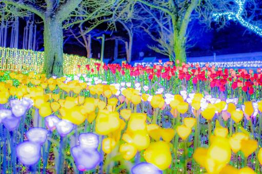 電光の花畑①の写真