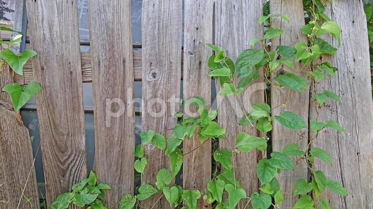 古びた壁と緑・その1 古い,壁,緑の写真素材