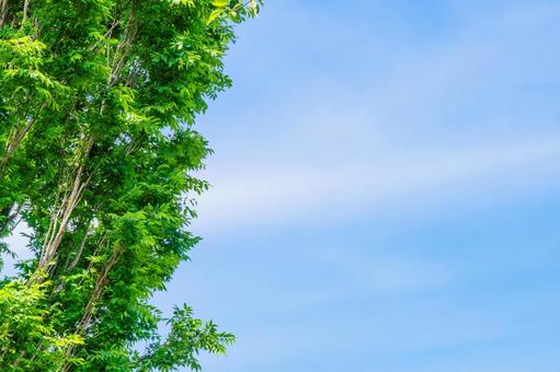 Image of fresh greenery shining against the blue sky, fresh green, blue sky, green, JPG
