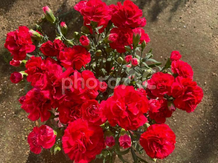 土を背景に可憐に咲く赤いカーネーション カーネーション,花,深紅の写真素材