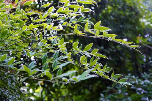 梅雨の雨と緑 梅雨の雨と緑の写真