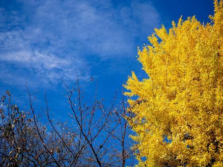 秋の空と色づいた銀杏 銀杏,イチョウ,晩秋の写真素材