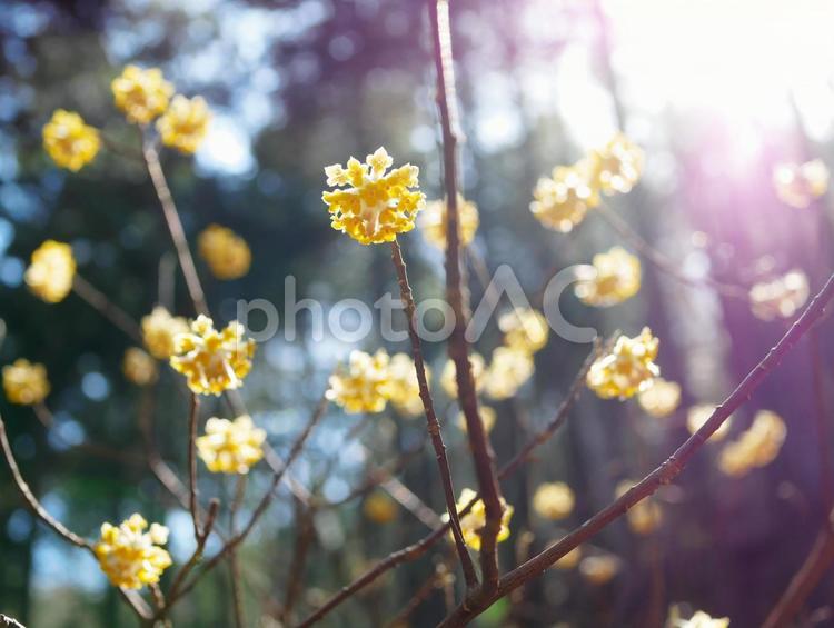 ミツマタの花に降り注ぐ春の陽射し ミツマタ,太陽光,黄色い花の写真素材