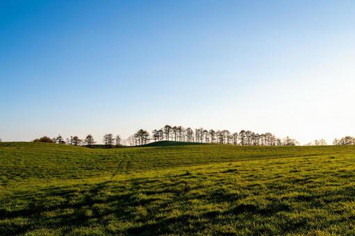 夕陽を背に丘の稜線に並ぶ別海町の木々 丘,並木,カラマツの写真素材