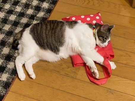 レインコートを枕にする、くつろぐ猫 レインコートを枕にする、くつろぐ猫の写真