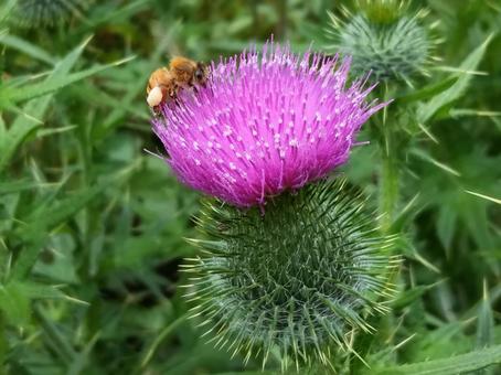 A bee has pollen on its leg, JPG A bee has pollen on its leg, JPG