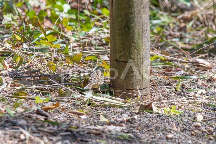木陰に佇むアオジの後ろ姿 アオジ,鳥,野鳥の写真素材