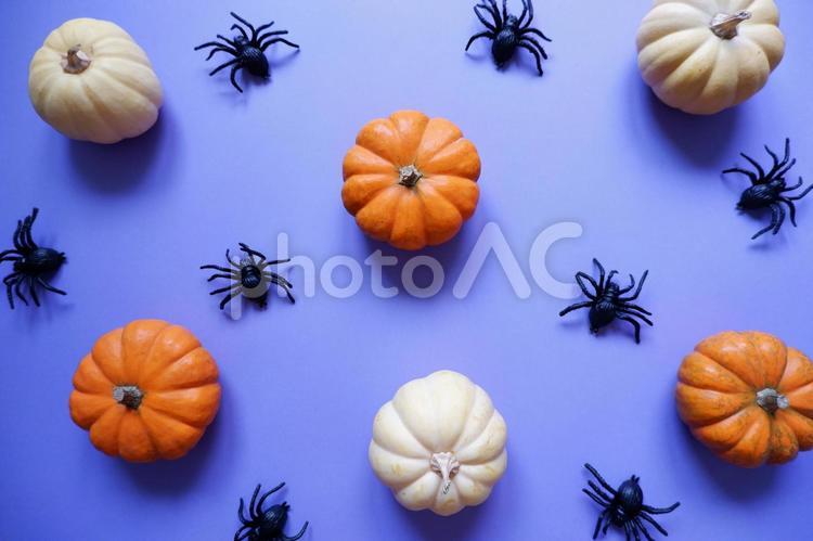 青紫背景にハロウィンカボチャとクモ ハロウィン,カボチャ,紫の写真素材