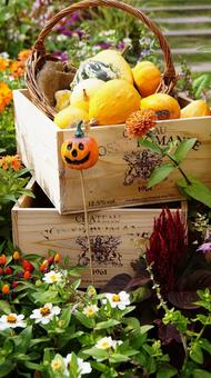 ハロウィン-244 ハロウィン-244 ハロウィン,かぼちゃ,ジャックオーランタンの写真素材
