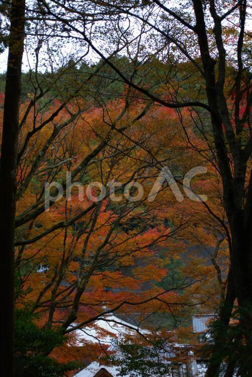 福岡　雷山　紅葉の風景 雷山,福岡,糸島の写真素材
