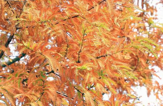 メタセコイアの紅葉 メタセコイアの紅葉 紅葉,秋,メタセコイアの写真素材