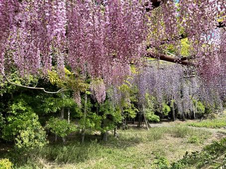 Wisteria flower, JPG