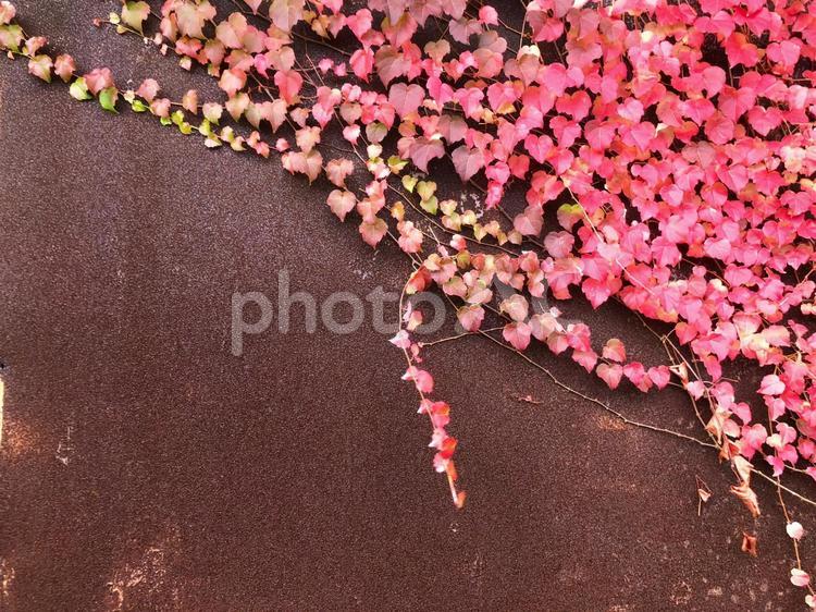 鮮やかな紅葉と錆びた鉄の壁 錆,紅葉,秋の写真素材
