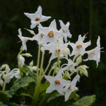 White flowers of Gesneria, JPG