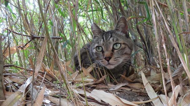 お気に入りの避暑地で涼むもふもふな猫様 お気に入りの避暑地で涼むもふもふな猫様の写真