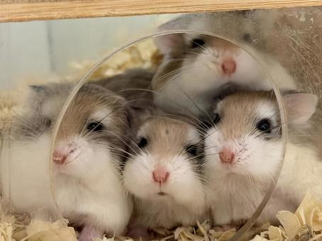 不思議そうに見るロボロフスキーハムスター げっ歯類,齧歯動物,ねずみの写真素材